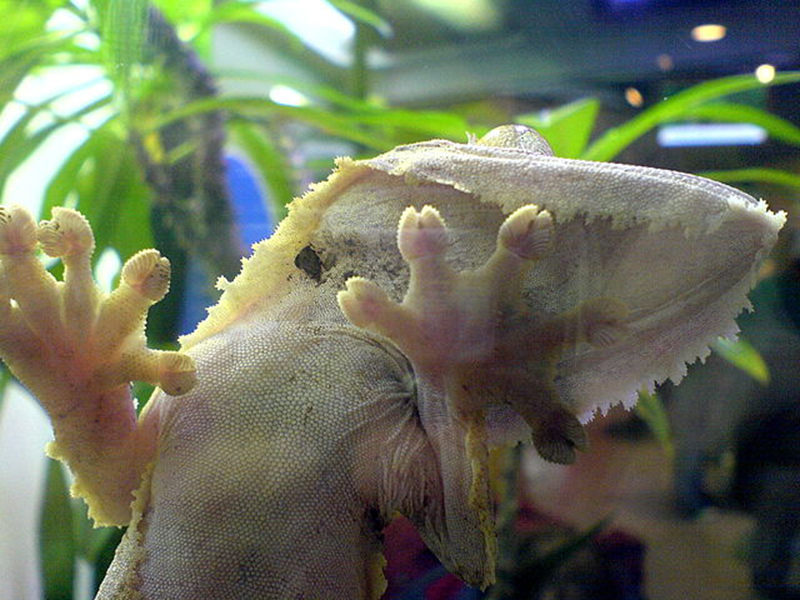 Pourquoi le gecko grimpe aux vitres et pas moi ? 4