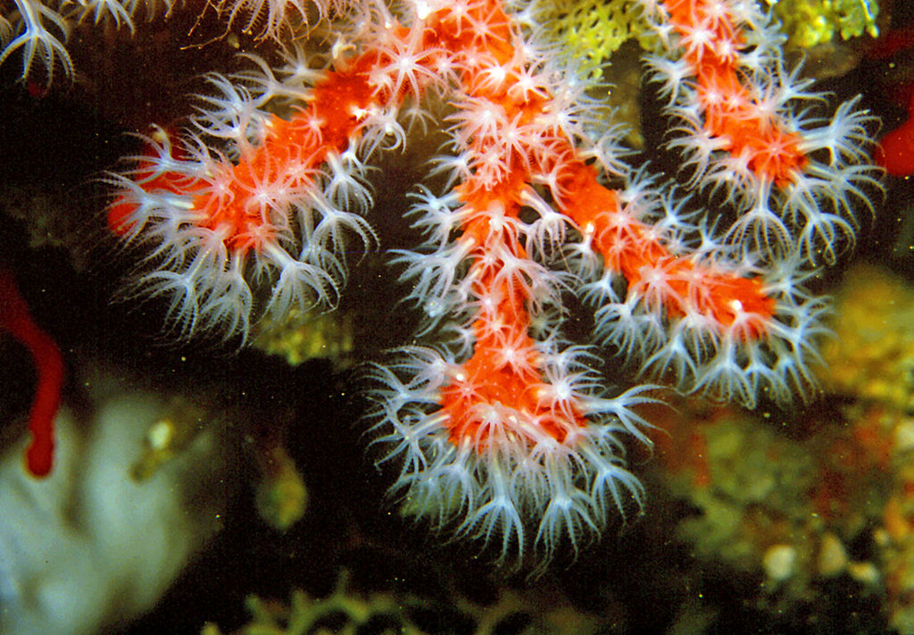 Quel est le lien entre le corail rouge de Méditerranée et les nanosciences ? 2